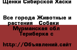 Щенки Сибирской Хаски - Все города Животные и растения » Собаки   . Мурманская обл.,Териберка с.